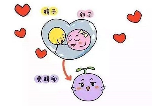 肥胖人群第三代试管成功率多高
