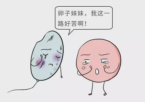解析试管婴儿胚胎停育的原因