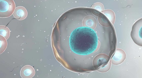 美国试管婴儿囊胚细胞切片提取技术会影响胚胎质量吗？
