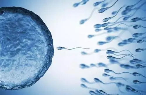 卵巢早衰做试管婴儿，如何提高妊娠率？_2